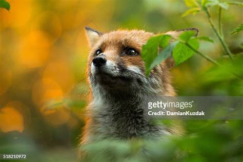 狐狸的照片|25,358 狐狸 Stock Photos, High